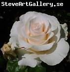 unknow artist Realistic White Rose